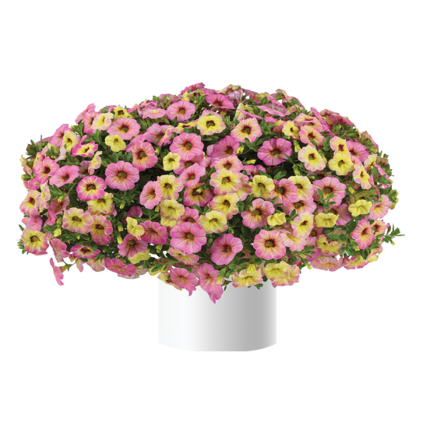 Calibrachoa hybrida 'Ombre Pink'