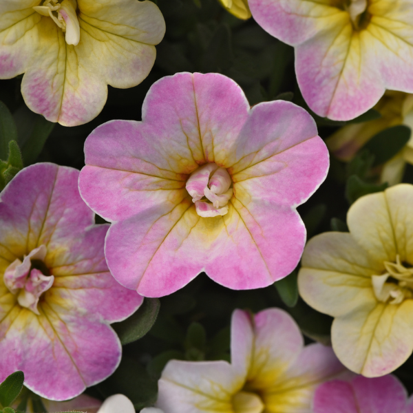 Calibrachoa hybrida 'Minifamous Uno Pink Radiance'