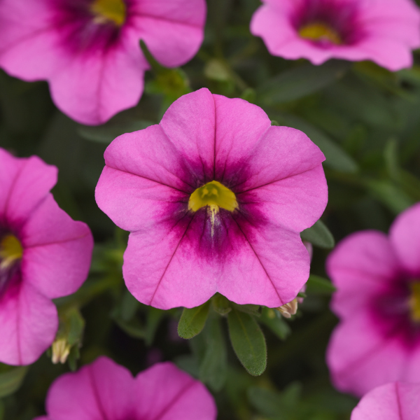 Calibrachoa hybrida 'Minifamous Uno Rose and Eye'