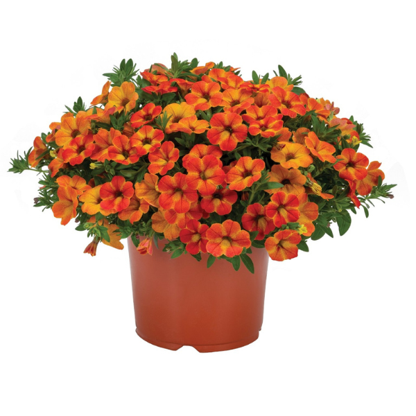Calibrachoa hybrida 'Rainbow Calypso Coral'