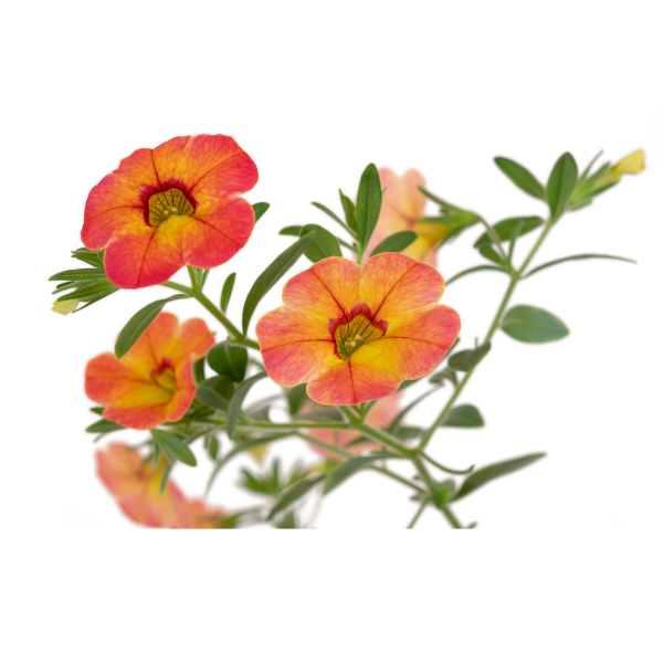 Calibrachoa hybrida 'Rainbow Orange Oasis'