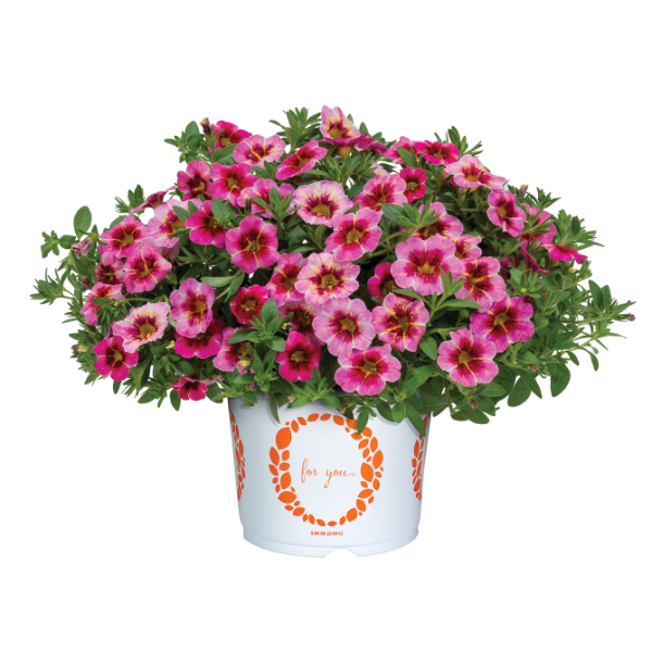 Calibrachoa hybrida 'Rainbow Paloma Pink'