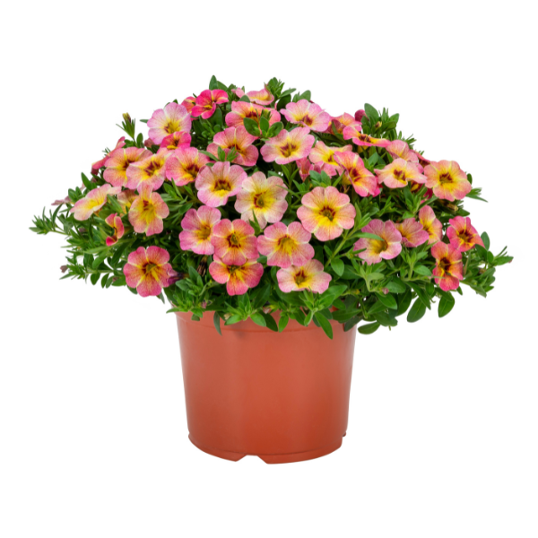 Calibrachoa hybrida 'Rainbow Pink Pepperberry'