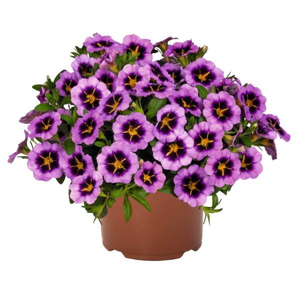 Calibrachoa hybrida 'TikTok Grape'