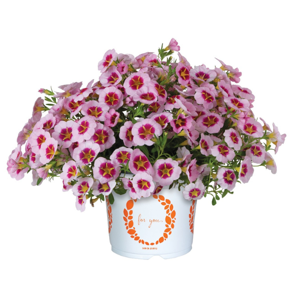Calibrachoa hybrida 'TikTok Pink'