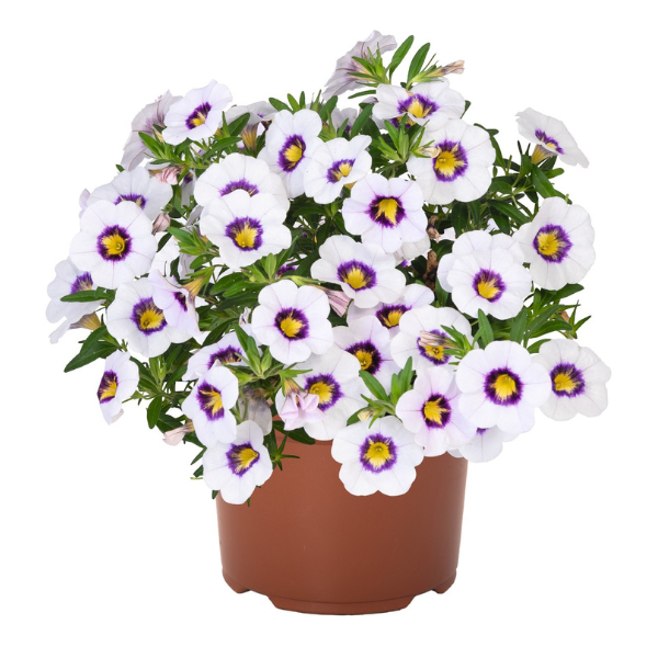 Calibrachoa hybrida 'TikTok White'