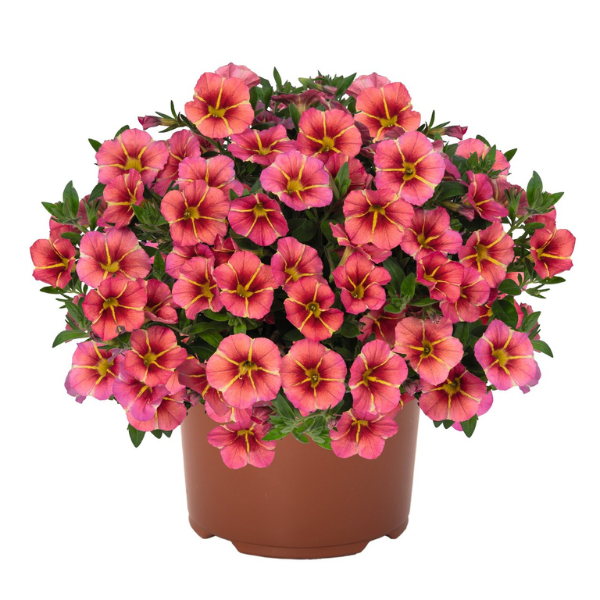 Calibrachoa hybrida 'TikTok Apricot'