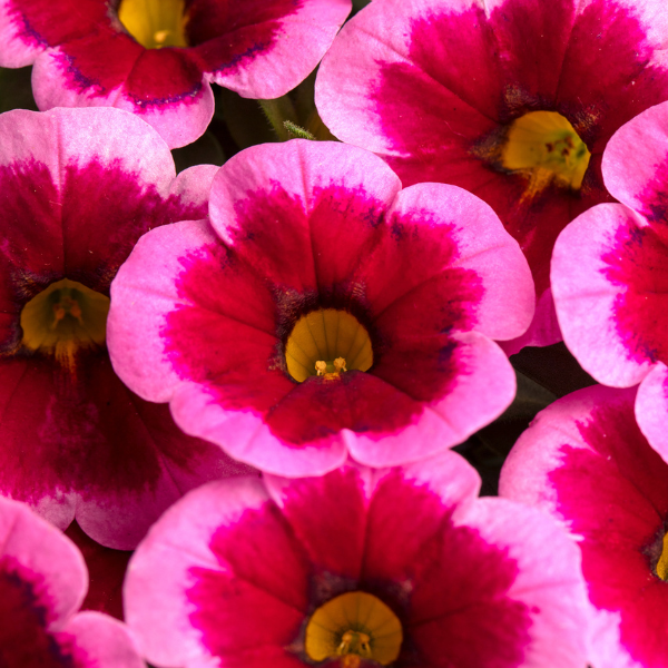 Calibrachoa hybrida 'Caliloco Frankenberry'