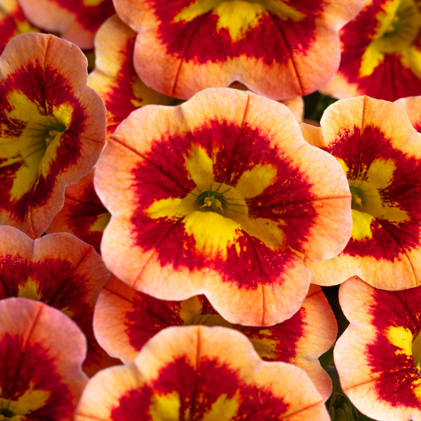 Calibrachoa hybrida 'Caliloco Spicy Honey'
