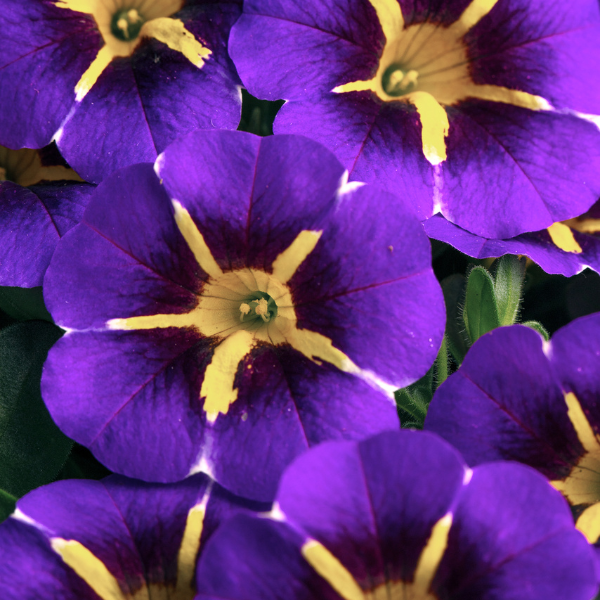 Calibrachoa hybrida 'Caliloco Starfire Blue'