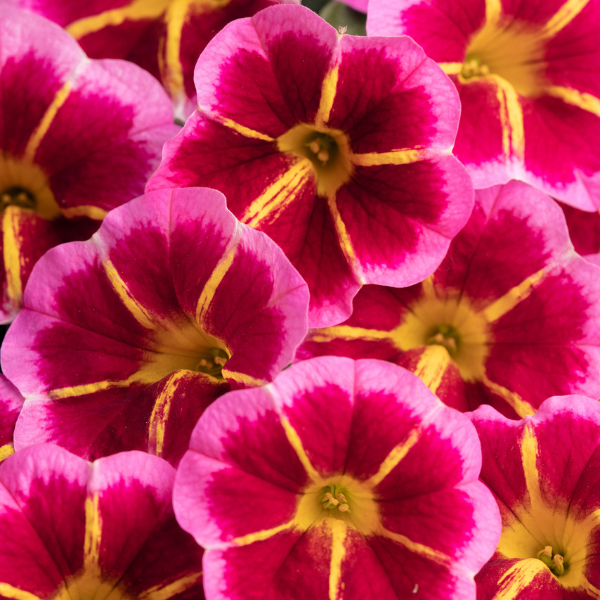 Calibrachoa hybrida 'Caliloco Starfire Rose'
