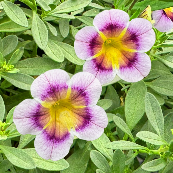 Calibrachoa hybrida 'Caliloco Sweetness'