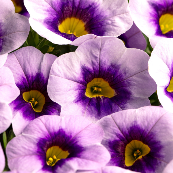 Calibrachoa hybrida 'Eyecatcher Blue'