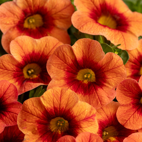 Calibrachoa hybrida 'Eyecatcher Orange'