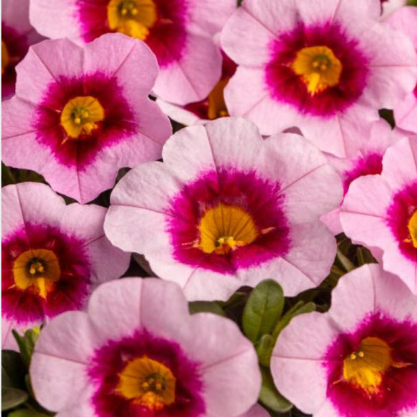Calibrachoa hybrida 'Eyecatcher Pink'