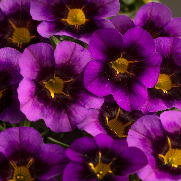Calibrachoa hybrida 'Eyecatcher Purple'