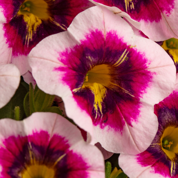 Calibrachoa hybrida 'Eyecatcher Rose'
