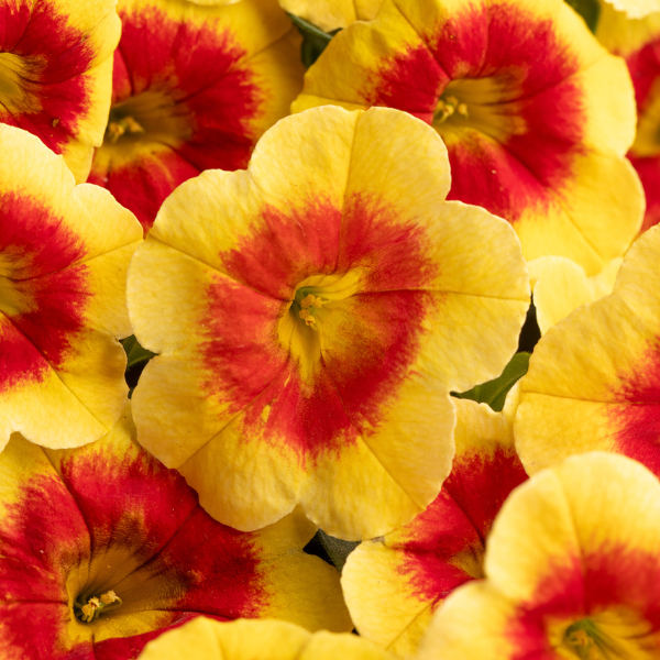 Calibrachoa hybrida 'Eyecatcher Sunspot'