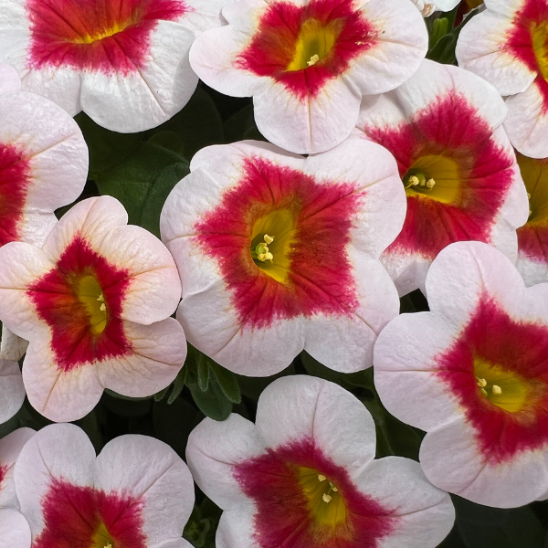 Calibrachoa hybrida 'Eyecatcher White'