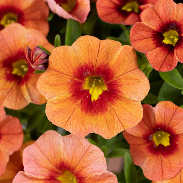 Calibrachoa hybrida 'Eyeconic Orange'