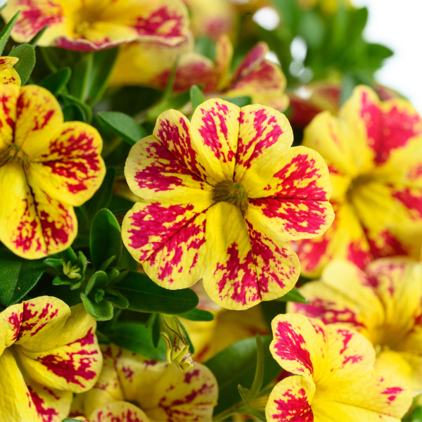 Calibrachoa hybrida 'Lia Abstract Lemon Cherry'