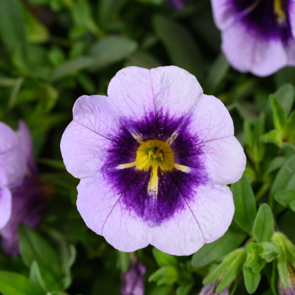 Calibrachoa hybrida 'Lia Spark Lavender'