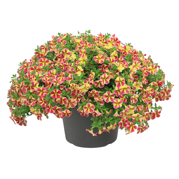 Calibrachoa hybrida 'Minifamous Neo Red Shuffle'