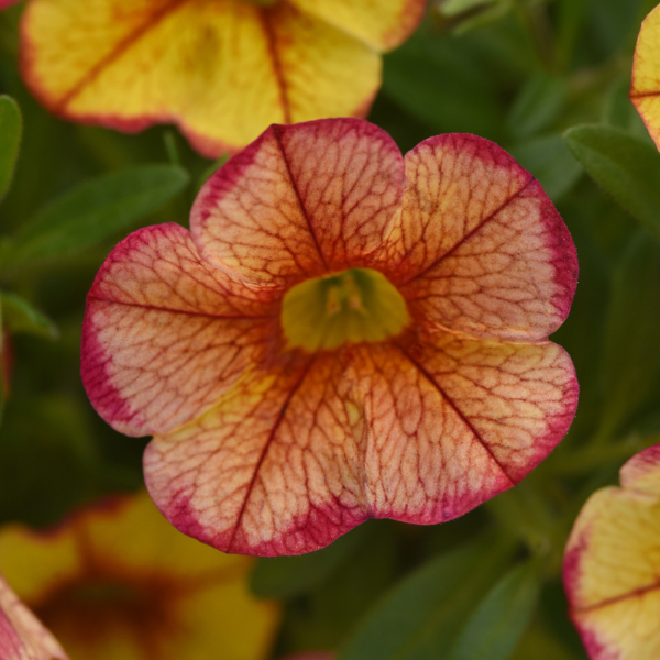Calibrachoa hybrida 'Minifamous Uno Ember Eclipse'