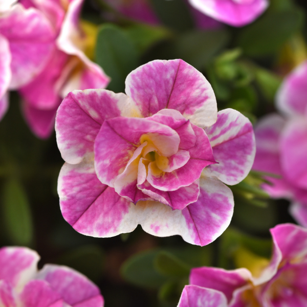 Calibrachoa hybrida 'Minifamous Uno Funtopia Pink'