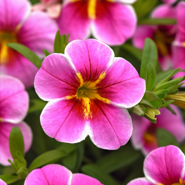 Calibrachoa hybrida 'Minifamous Uno Pink Starfruit'
