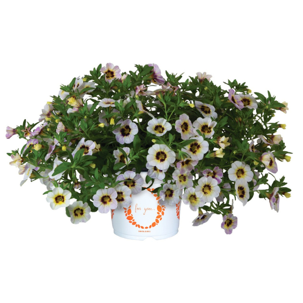 Calibrachoa hybrida 'Rainbow Iced Blueberry'