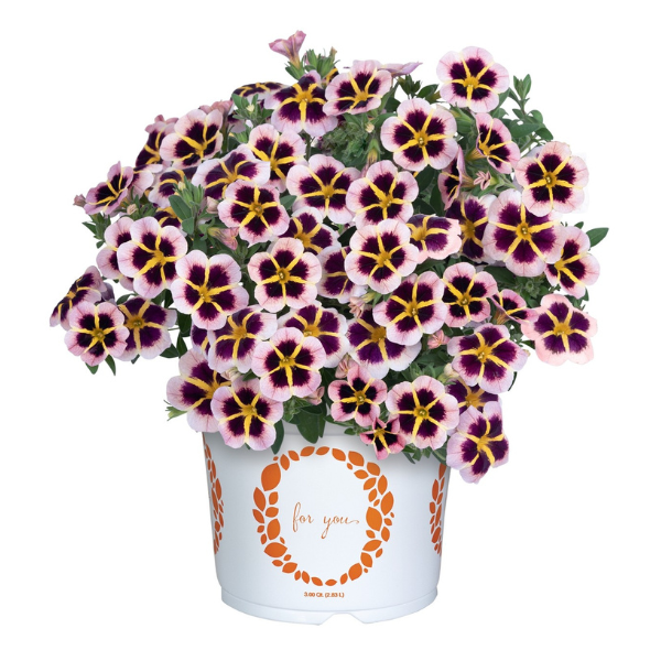 Calibrachoa hybrida 'TikTok Crystal'