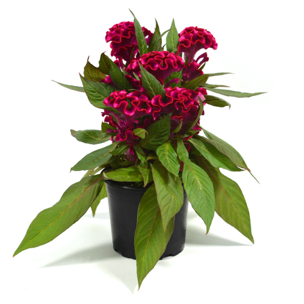 Celosia plumosa 'Kelos Lunar Magenta'