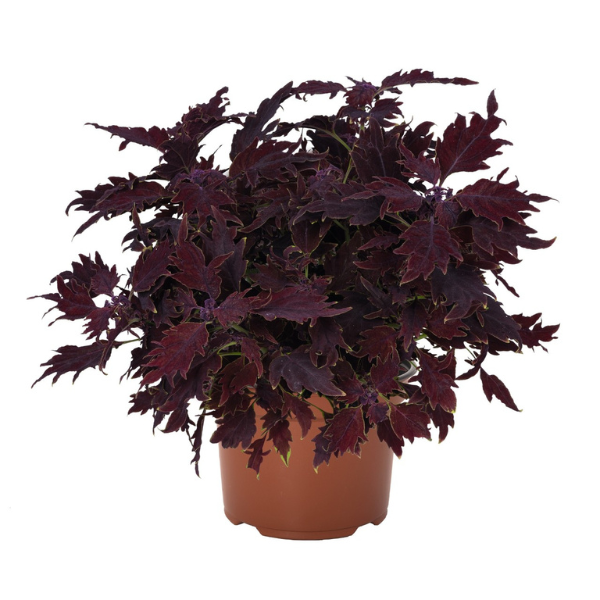 Coleus scutellarioides 'Down Town Dallas'