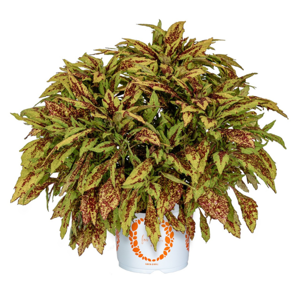 Coleus scutellarioides 'Down Town Greenville'