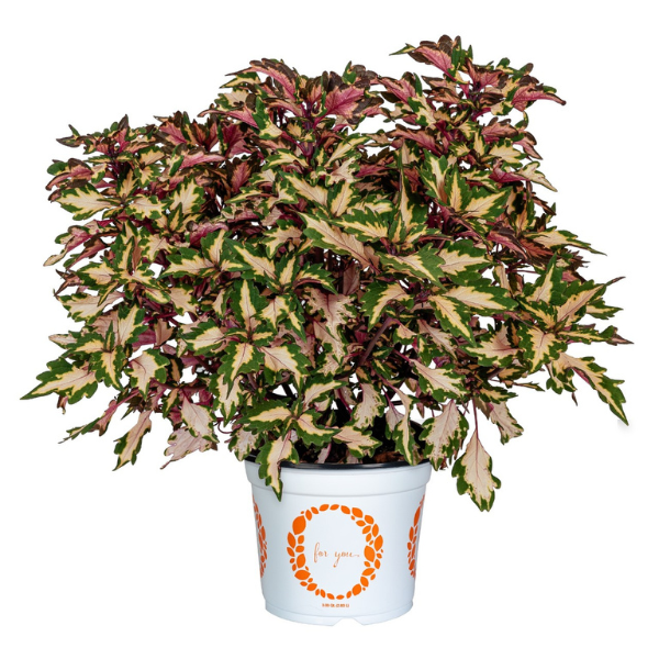 Coleus scutellarioides 'Down Town Miami Magic'