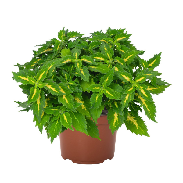 Coleus scutellarioides 'Down Town Port Fairy'