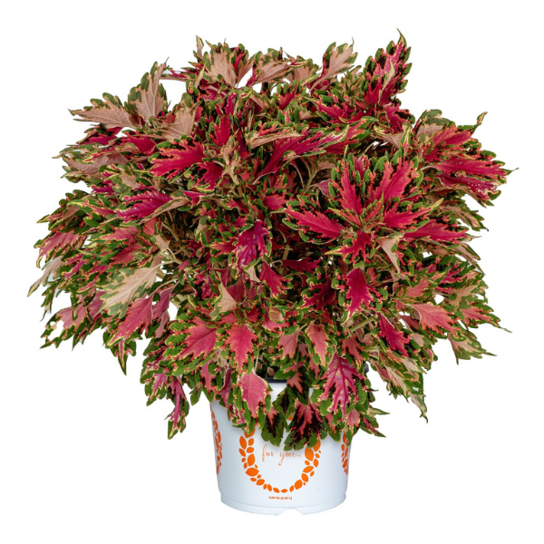 Coleus scutellarioides 'Down Town Santa Monica'