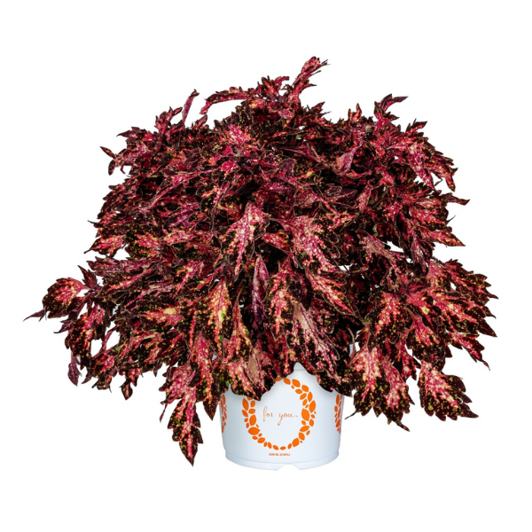 Coleus scutellarioides 'Down Town Vegas Neon'