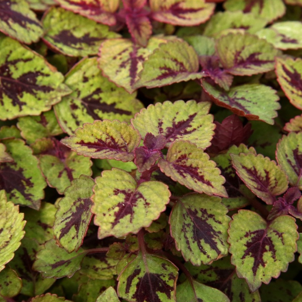 Coleus scutellarioides 'Great Falls Rose Gold'