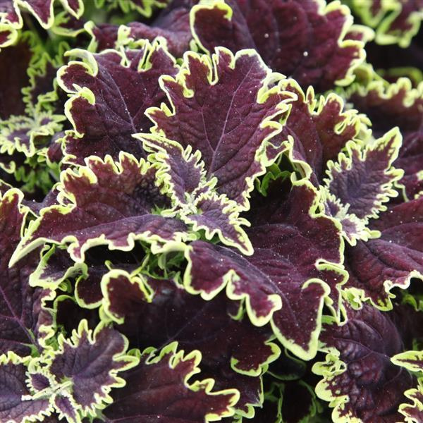 Coleus scutellarioides 'Main Street Lombard Street'