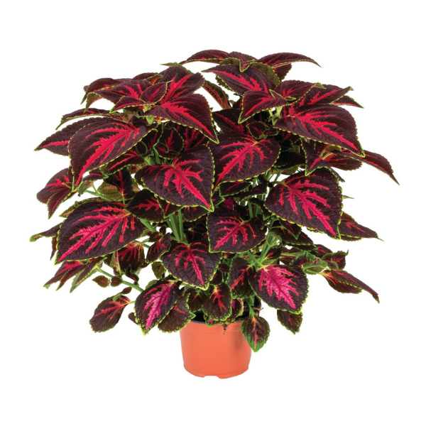 Coleus scutellarioides 'Main Street Orchard Road'