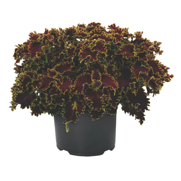 Coleus scutellarioides 'Main Street Portage Avenue'