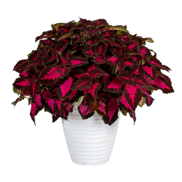Coleus scutellarioides 'Stained Glassworks Flashbulb'
