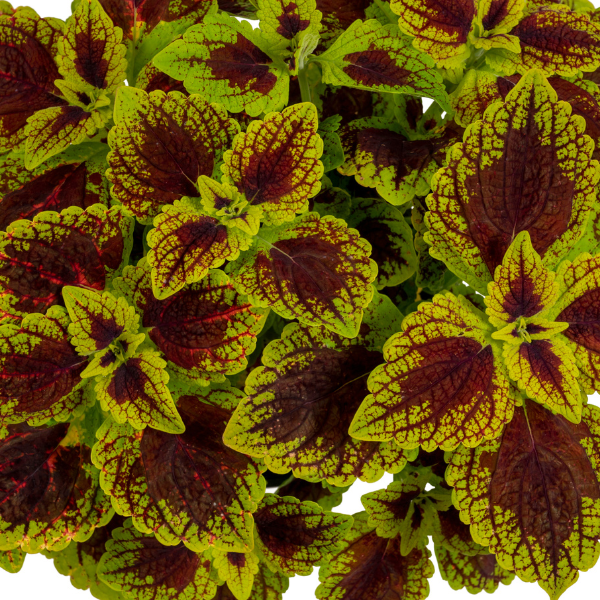 Coleus scutellarioides 'Stained Glassworks Raspberry Tart'