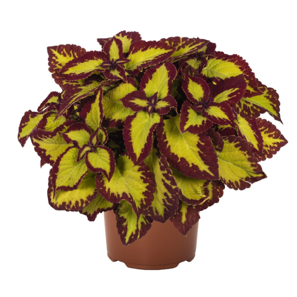 Coleus scutellarioides 'Stained Glassworks Velvet'