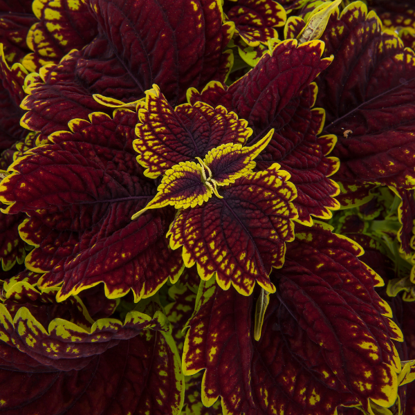 Coleus scutellarioides 'Talavera Burgundy Lime'