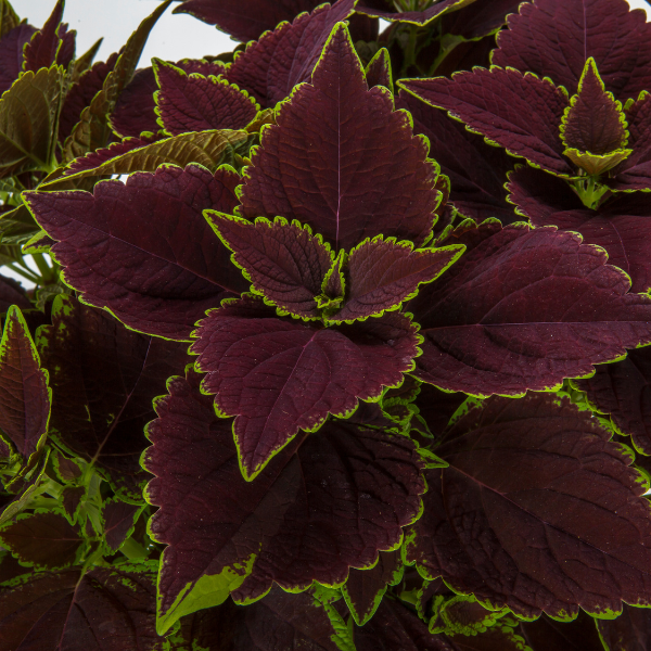 Coleus scutellarioides 'Talavera Chocolate Mint'