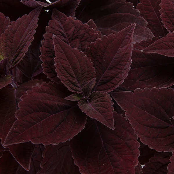 Coleus scutellarioides 'Talavera Chocolate Velveteen'