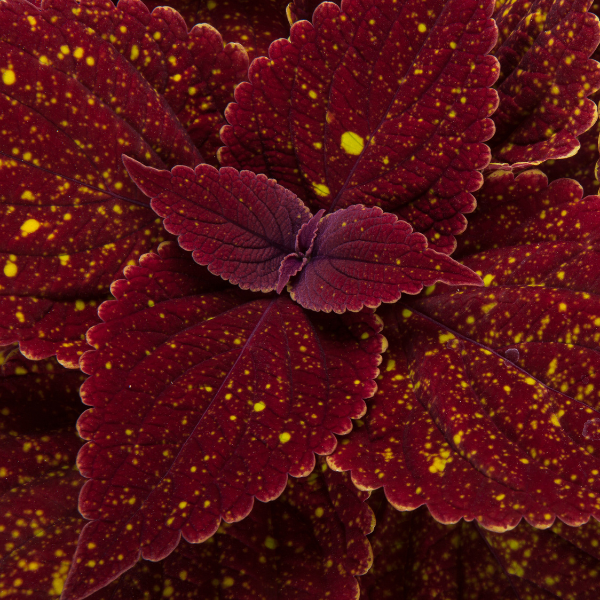 Coleus scutellarioides 'Talavera Moondust'